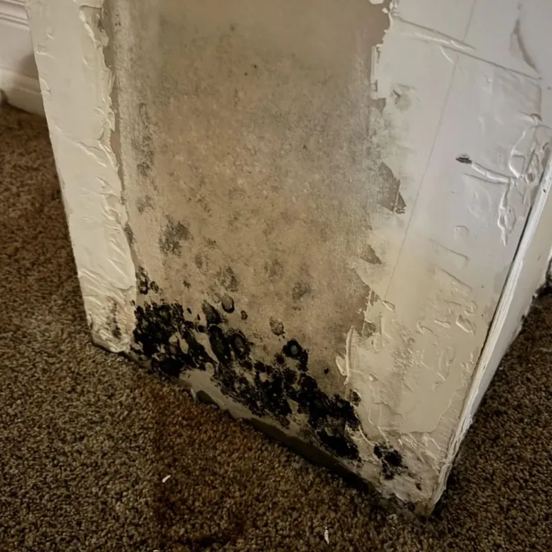 Professional Mold Removal in Clarksville, IN